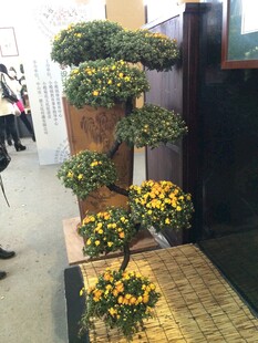 多层菊花盆景造型美观