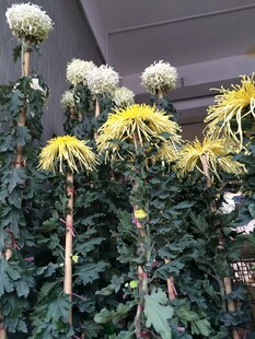 绽放的多彩菊花