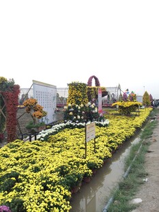 菊花装点的美丽户外景观