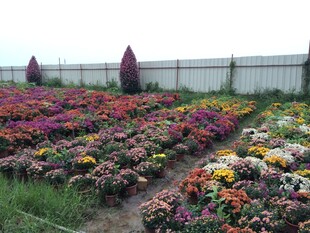 多彩花卉种植园景观