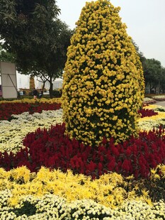 多彩花卉造型景观