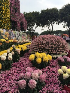 缤纷花海 多彩菊花绽放