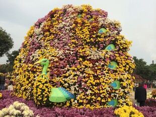 巨型多彩花卉造型景观