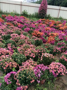 多彩花卉装点的美丽花田