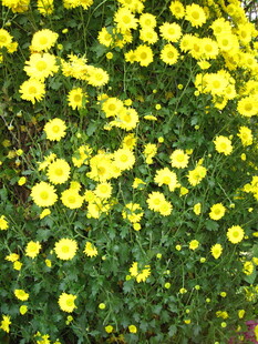 金黄菊花绽放绿意间