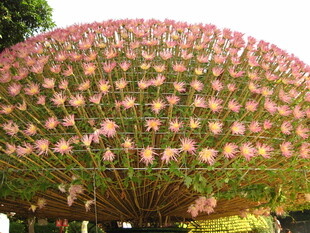 盛开的粉色合欢花树冠