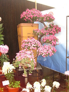 室内多彩花卉展示