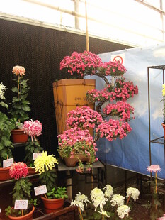 多彩花卉室内展示