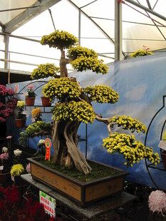 精致盆景展示于室内空间