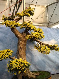 金黄盆景树 尽显自然雅致