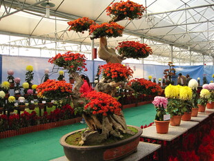 室内花卉展中的艳丽盆景