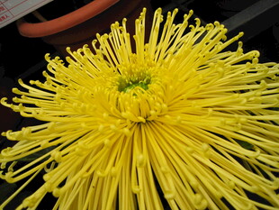 金黄绽放的美丽菊花