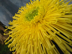 黄色丝状菊花特写