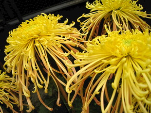 金黄丝状菊花特写