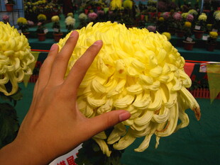 手触硕大黄色菊花