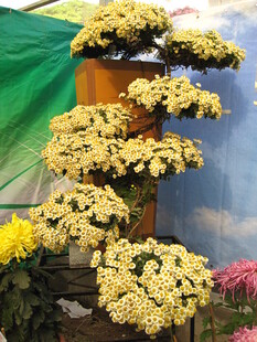 多层菊花绽放景观