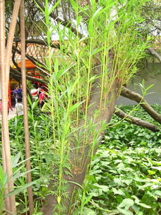 竹林间的中式建筑一角