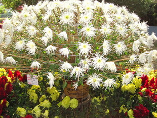 繁花簇拥的精美菊花盆景