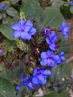 蓝紫色小花绽放绿叶间