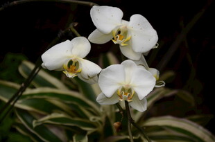 优雅白色蝴蝶兰绽放