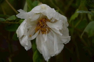 枯萎白花中的黄蜘蛛