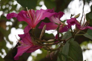 娇艳绽放的紫红色花卉