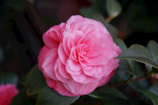 娇艳粉色山茶花特写