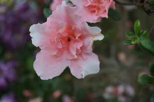 娇艳粉色杜鹃花绽放