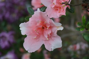 娇艳粉色杜鹃花绽放