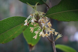 枝头绽放的淡黄小花