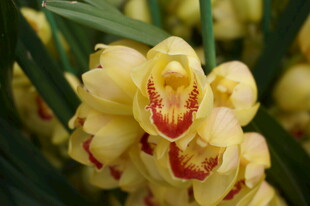 黄色带纹兰花特写