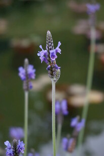 美丽薰衣草绽放于绿地