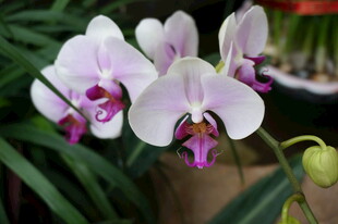 优雅绽放的白色蝴蝶兰