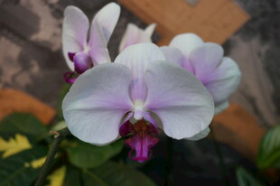 优雅淡紫蝴蝶兰绽放