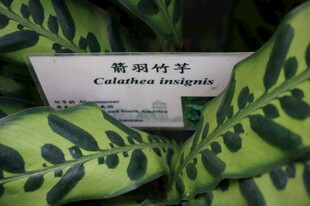 箭羽竹芋植物特写