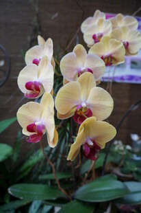 黄色蝴蝶兰绽放