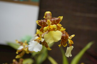 美丽多姿的黄色兰花