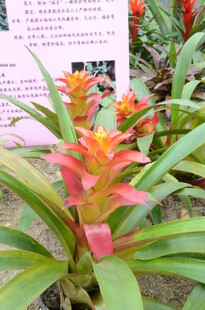 艳丽凤梨花卉特写