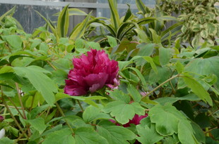 娇艳盛开的红牡丹