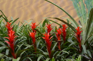 鲜艳火把莲近景特写