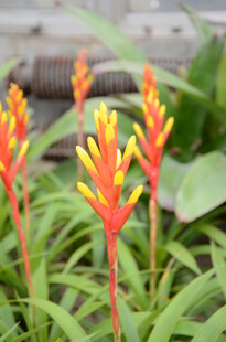 鲜艳多彩的凤梨科花卉