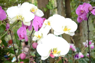 多彩蝴蝶兰绽放美景