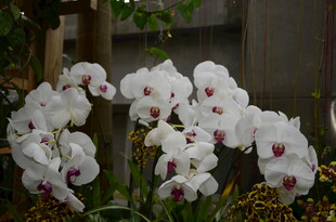 优雅白色蝴蝶兰绽放