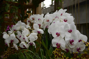 白色蝴蝶兰绽放