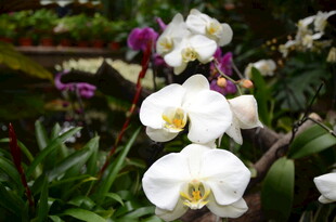 优雅绽放的白色蝴蝶兰