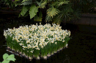 白色水仙花丛绽放