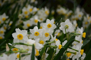 绽放的白色水仙花