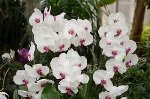 优雅白色蝴蝶兰绽放