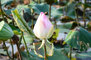 含苞待放的美丽荷花