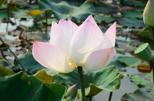 盛开的粉色荷花